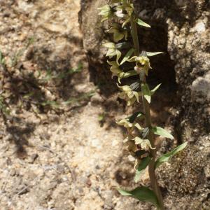 Photographie n°809822 du taxon Epipactis helleborine subsp. lusitanica (D.Tyteca) J.M.Tison [2010]