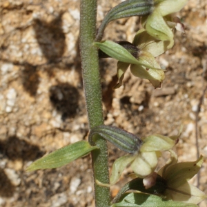 Photographie n°809830 du taxon Epipactis helleborine subsp. lusitanica (D.Tyteca) J.M.Tison [2010]