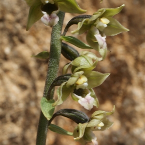 Photographie n°809833 du taxon Epipactis helleborine subsp. lusitanica (D.Tyteca) J.M.Tison [2010]