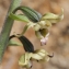  Liliane Roubaudi - Epipactis helleborine subsp. lusitanica (D.Tyteca) J.M.Tison [2010]