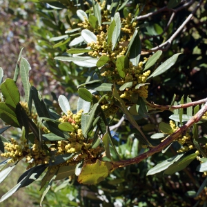 Photographie n°810096 du taxon Myrica faya Aiton