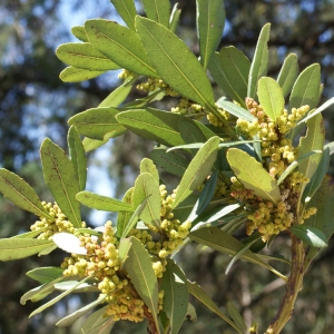 Photographie n°810116 du taxon Myrica faya Aiton