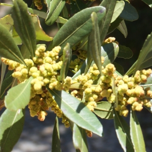 Photographie n°810122 du taxon Myrica faya Aiton