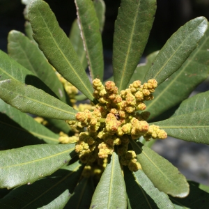 Myrica faya Aiton