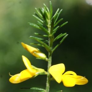 Photographie n°810146 du taxon Genista triacanthos Brot. [1804]