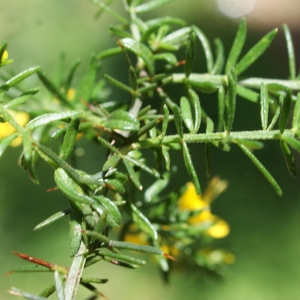 Photographie n°810147 du taxon Genista triacanthos Brot. [1804]