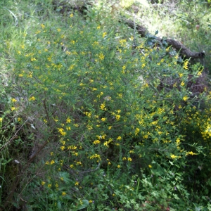 Photographie n°810148 du taxon Genista triacanthos Brot. [1804]