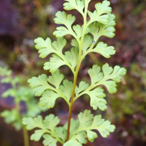 Photographie n°810159 du taxon Anogramma leptophylla (L.) Link [1841]