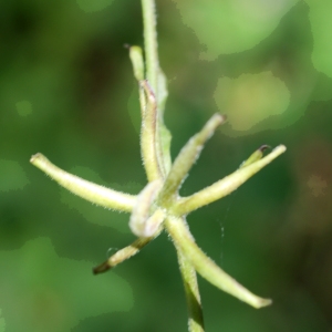 Photographie n°810165 du taxon Rhagadiolus edulis Gaertn. [1791]