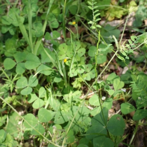 Photographie n°810169 du taxon Rhagadiolus edulis Gaertn. [1791]