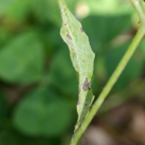 Photographie n°810174 du taxon Rhagadiolus edulis Gaertn. [1791]