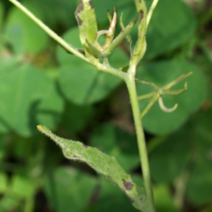 Photographie n°810175 du taxon Rhagadiolus edulis Gaertn. [1791]