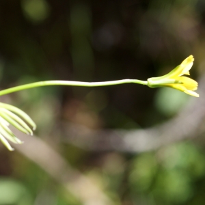 Photographie n°810180 du taxon Rhagadiolus edulis Gaertn. [1791]