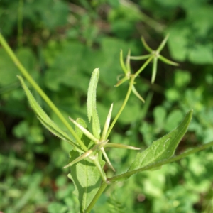 Photographie n°810191 du taxon Rhagadiolus edulis Gaertn. [1791]