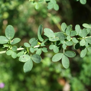 Adenocarpus anisochilus Boiss.