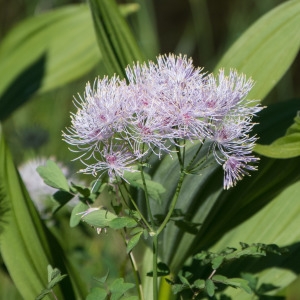 Photographie n°810300 du taxon Thalictrum aquilegiifolium L. [1753]