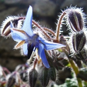 Photographie n°810374 du taxon Borago officinalis L. [1753]