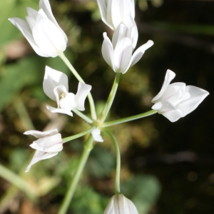 Allium massaessylum Batt. & Trab.