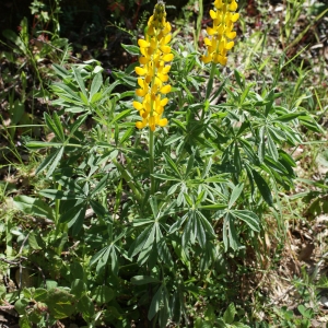 Photographie n°810440 du taxon Lupinus luteus L. [1753]