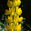  Liliane Roubaudi - Lupinus luteus L. [1753]