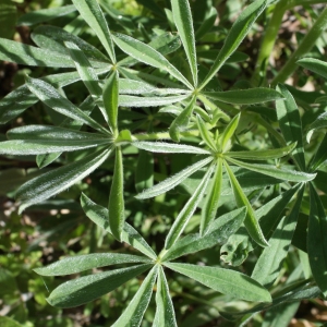 Photographie n°810447 du taxon Lupinus luteus L. [1753]