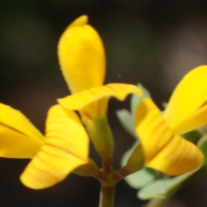 Coronilla repanda Boiss.