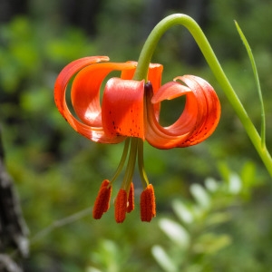 Photographie n°810735 du taxon Lilium pomponium L.