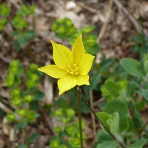 Photographie n°810784 du taxon Tulipa sylvestris L. [1753]