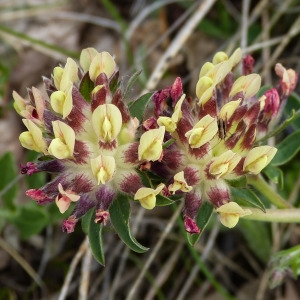 Photographie n°810846 du taxon Anthyllis vulneraria L.