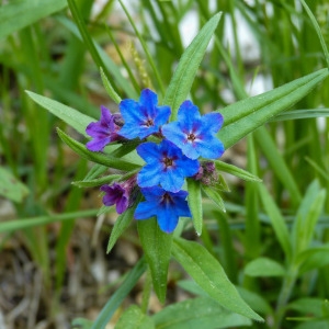 Photographie n°810932 du taxon Buglossoides purpurocaerulea (L.) I.M.Johnst. [1954]