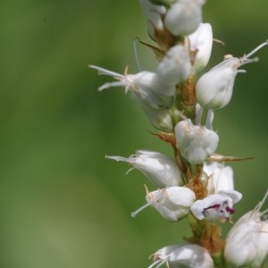  - Polygonum viviparum L. [1753]