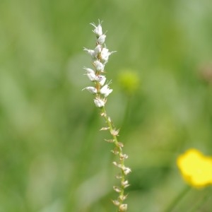 Photographie n°811088 du taxon Polygonum viviparum L. [1753]