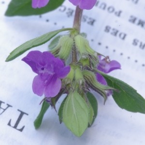  - Clinopodium acinos (L.) Kuntze