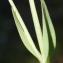  Liliane Roubaudi - Centaurium maritimum (L.) Fritsch [1907]