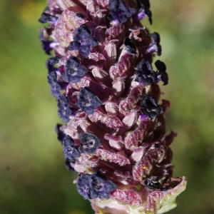 Photographie n°811308 du taxon Lavandula stoechas subsp. luisieri (Rozeira) Rozeira [1964]