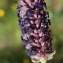  Liliane Roubaudi - Lavandula stoechas subsp. luisieri (Rozeira) Rozeira [1964]