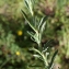  Liliane Roubaudi - Lavandula stoechas subsp. luisieri (Rozeira) Rozeira [1964]