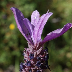 Photographie n°811314 du taxon Lavandula stoechas subsp. luisieri (Rozeira) Rozeira [1964]