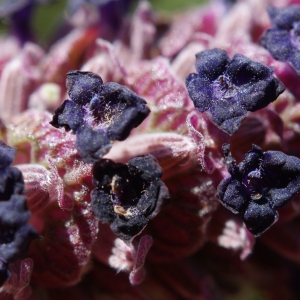  - Lavandula stoechas subsp. luisieri (Rozeira) Rozeira [1964]