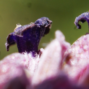 Lavandula stoechas subsp. luisieri (Rozeira) Rozeira