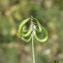  John De Vos - Astragalus hamosus L.