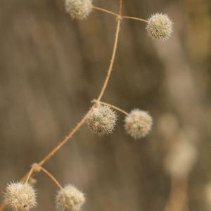  - Urtica pilulifera L. [1753]