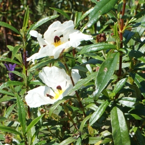 Photographie n°811475 du taxon Cistus ladanifer L. [1753]