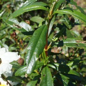 Photographie n°811476 du taxon Cistus ladanifer L. [1753]