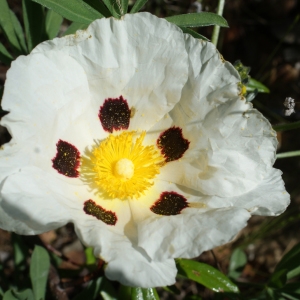 Photographie n°811477 du taxon Cistus ladanifer L. [1753]