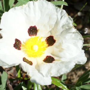 Photographie n°811478 du taxon Cistus ladanifer L. [1753]