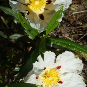 Photographie n°811481 du taxon Cistus ladanifer L. [1753]