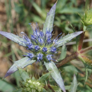 Eryngium dilatatum Lam.