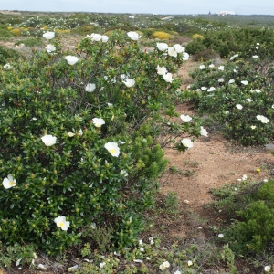 Photographie n°811837 du taxon Cistus palhinhae Ingram [1943]