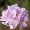  Liliane Roubaudi - Armeria pungens (Link) Hoffmanns. & Link [1820]